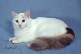 Turkish Van